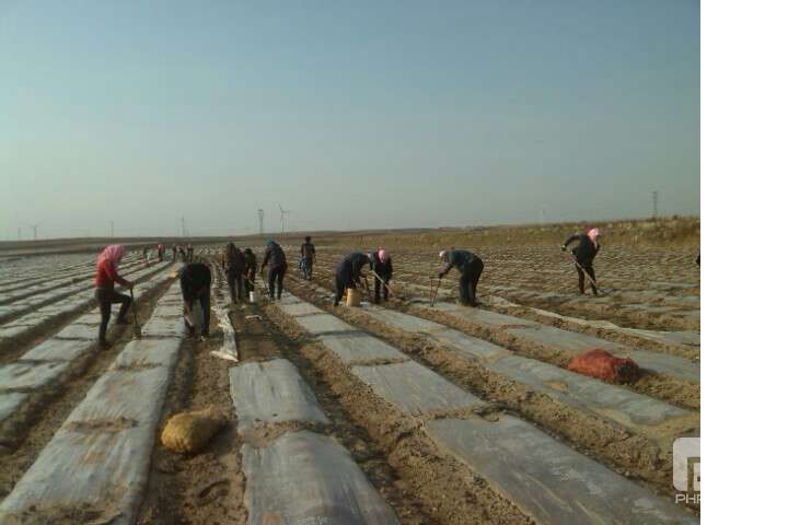 北京岳氏集團(tuán)寧夏公司種植基地開(kāi)始播種